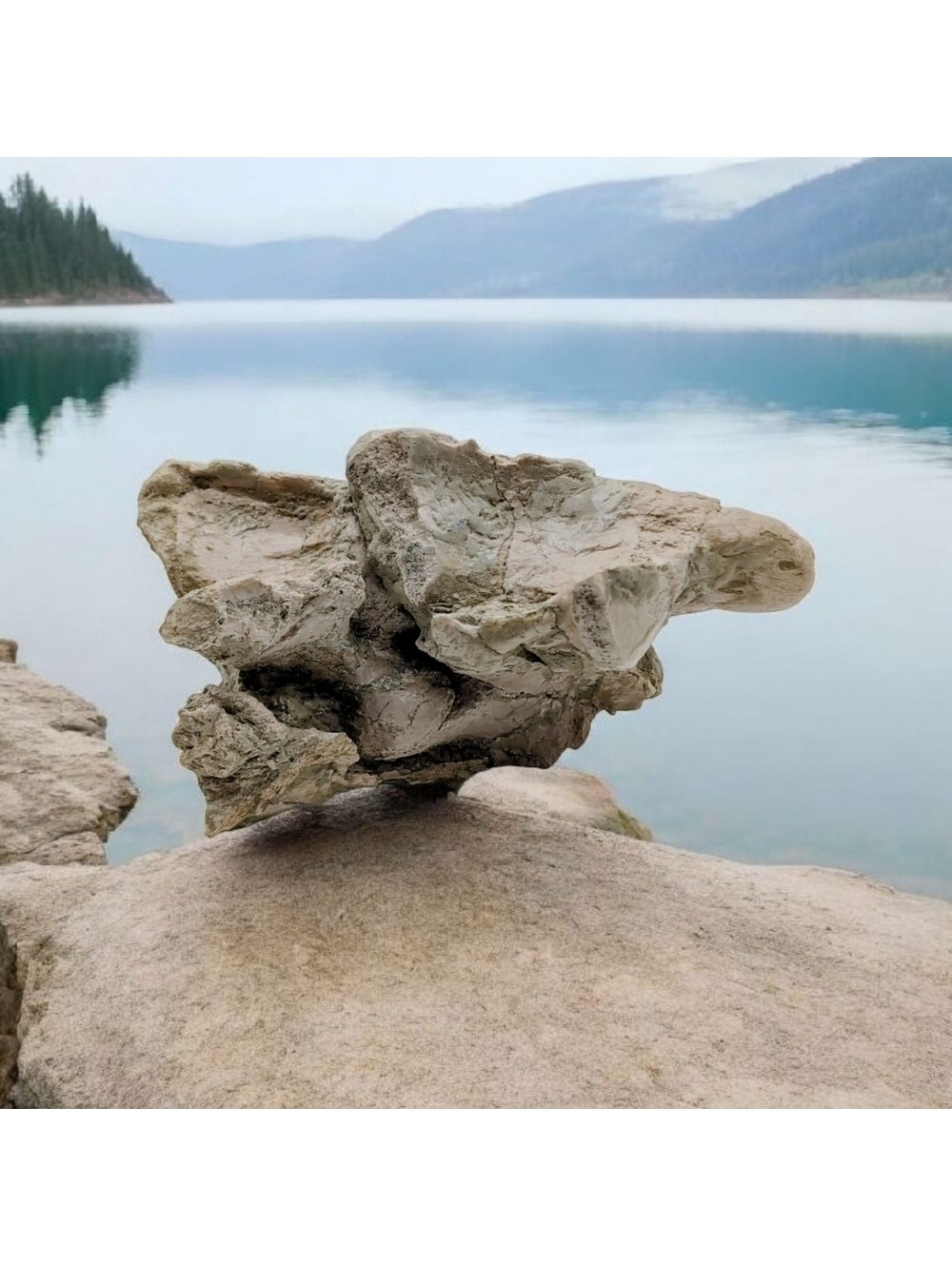 Natural Oreodont Vertebra Fossil in Stone Matrix White River Badlands Oligocene